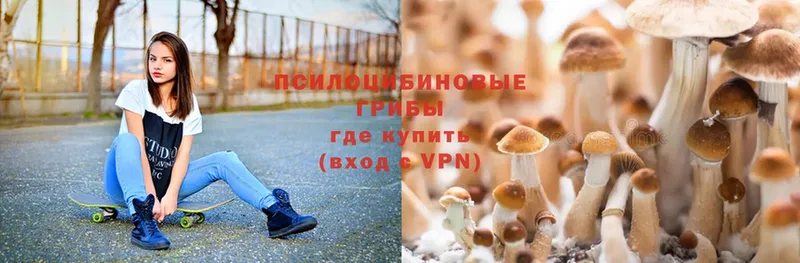 Псилоцибиновые грибы Psilocybe  купить закладку  Шлиссельбург 